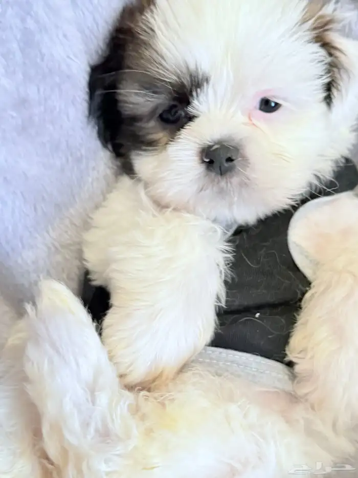 كلاب شيتزو عمرها 40 2