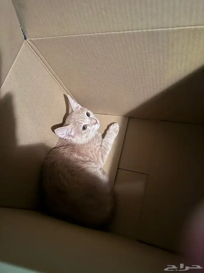 قطو للتبني 6