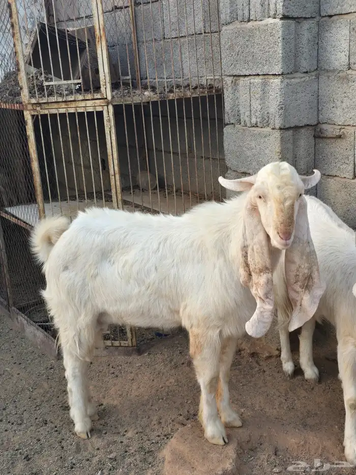 للبيع تيس هولندي 0