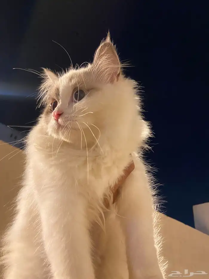 قطه للتبني 1