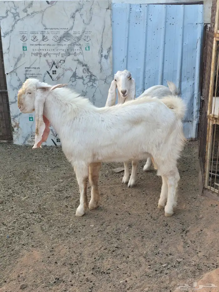 للبيع تيس هولندي 2