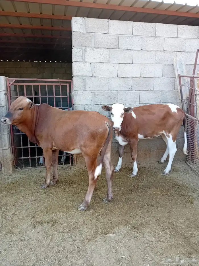 حسلان للبيع 0