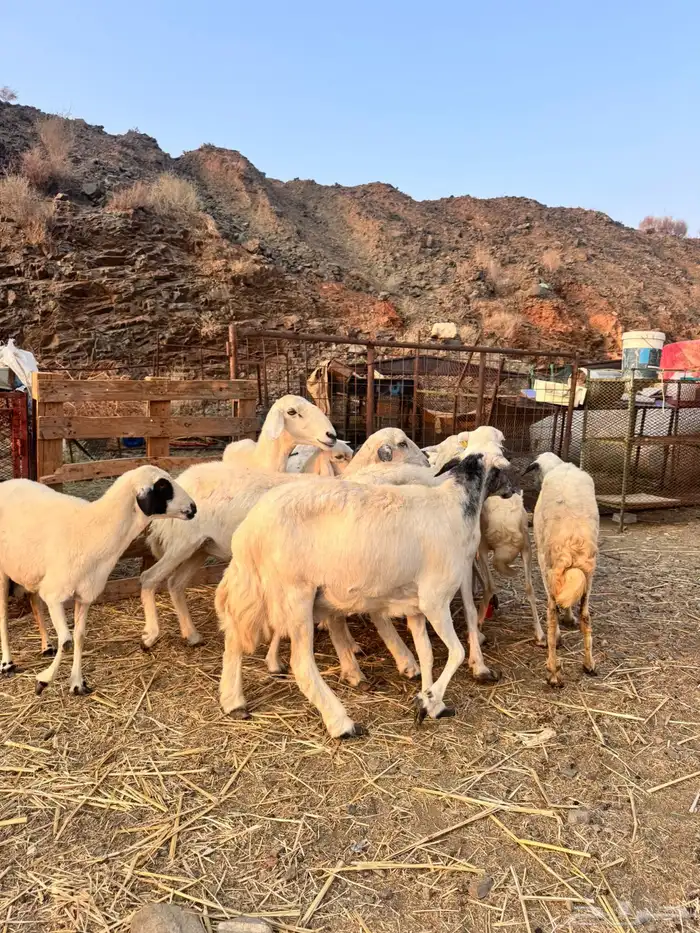 للبيع ضان حريات دفيع مشاءالله تبارك الله 0