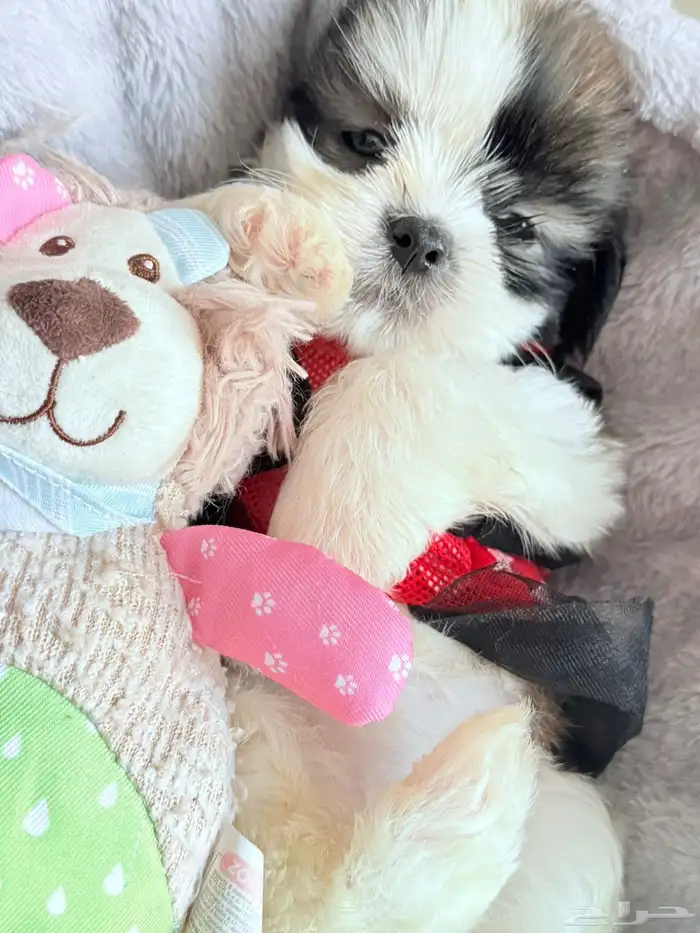 كلاب شيتزو عمرها 40 5