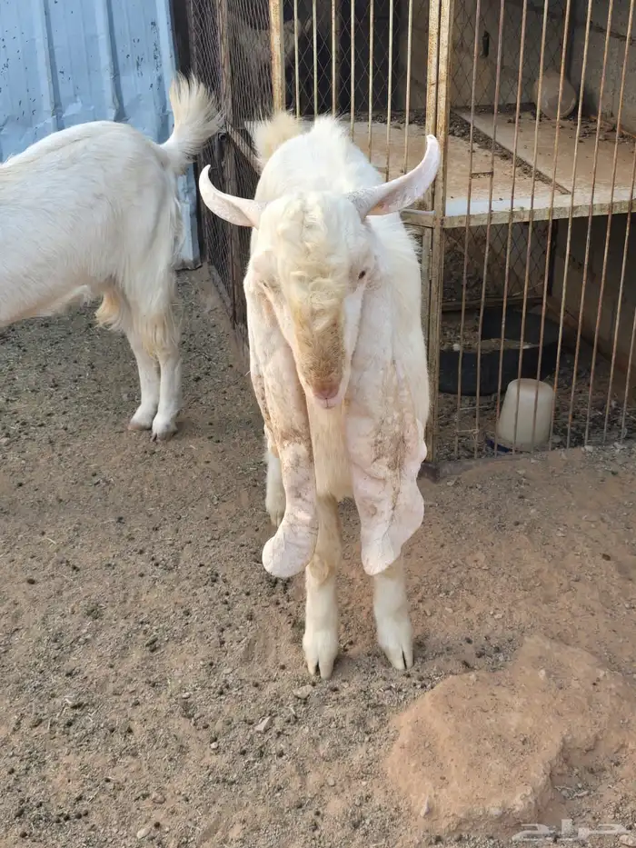 للبيع تيس هولندي 1