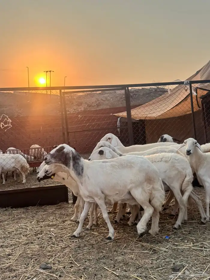 للبيع ضان حريات دفيع مشاءالله تبارك الله 5