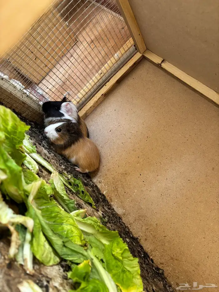 جوز وبران للبيع ساليمات ونظاف 1