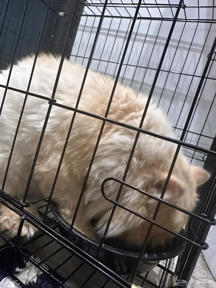 قط لتبني 5 شهور 0