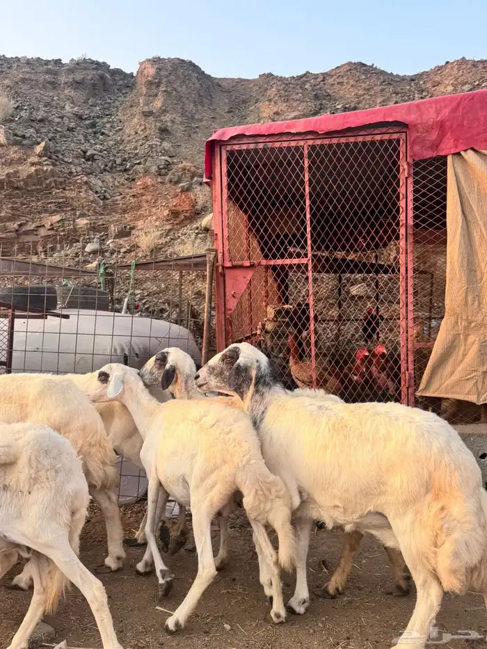 للبيع ضان حريات دفيع مشاءالله تبارك الله 6