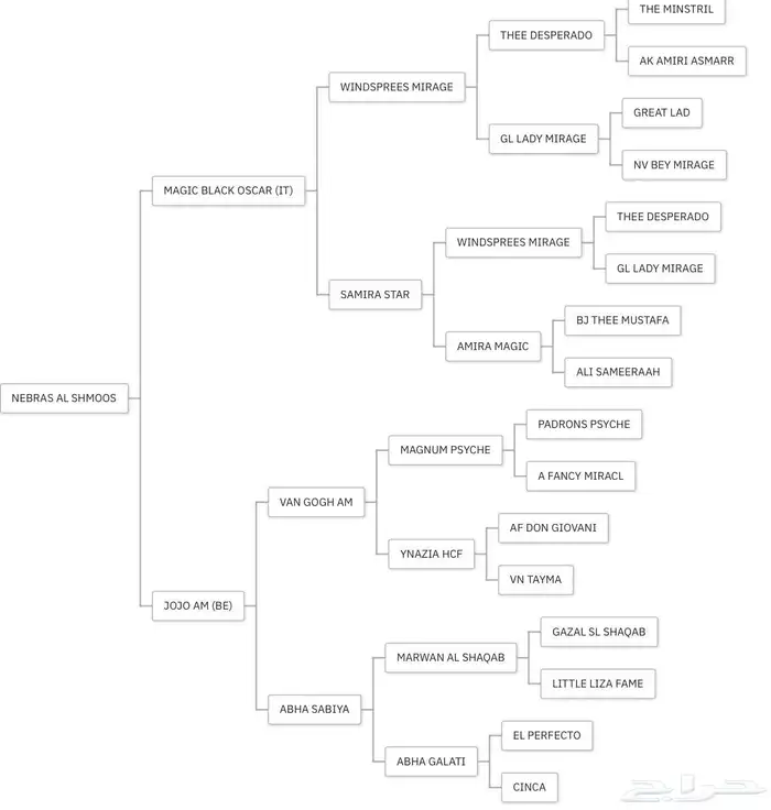 حصان في الدمام للبيع 2