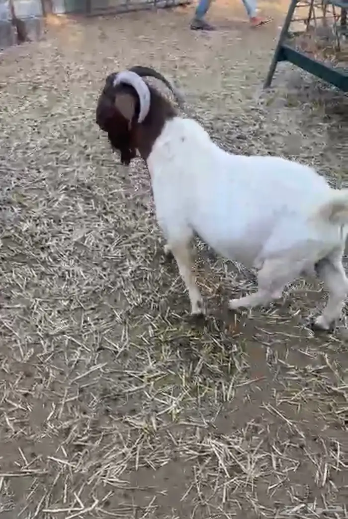 تبس بورقوت للبيع 0