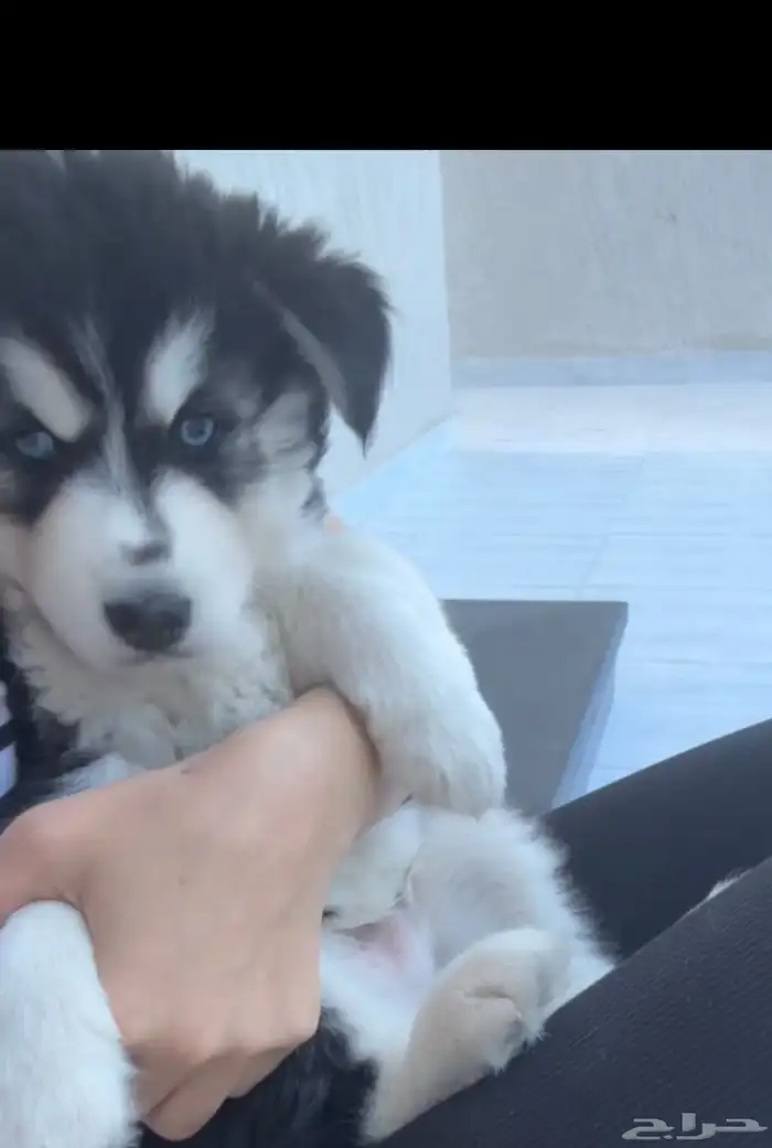 كلب هاسكي للبيع 0