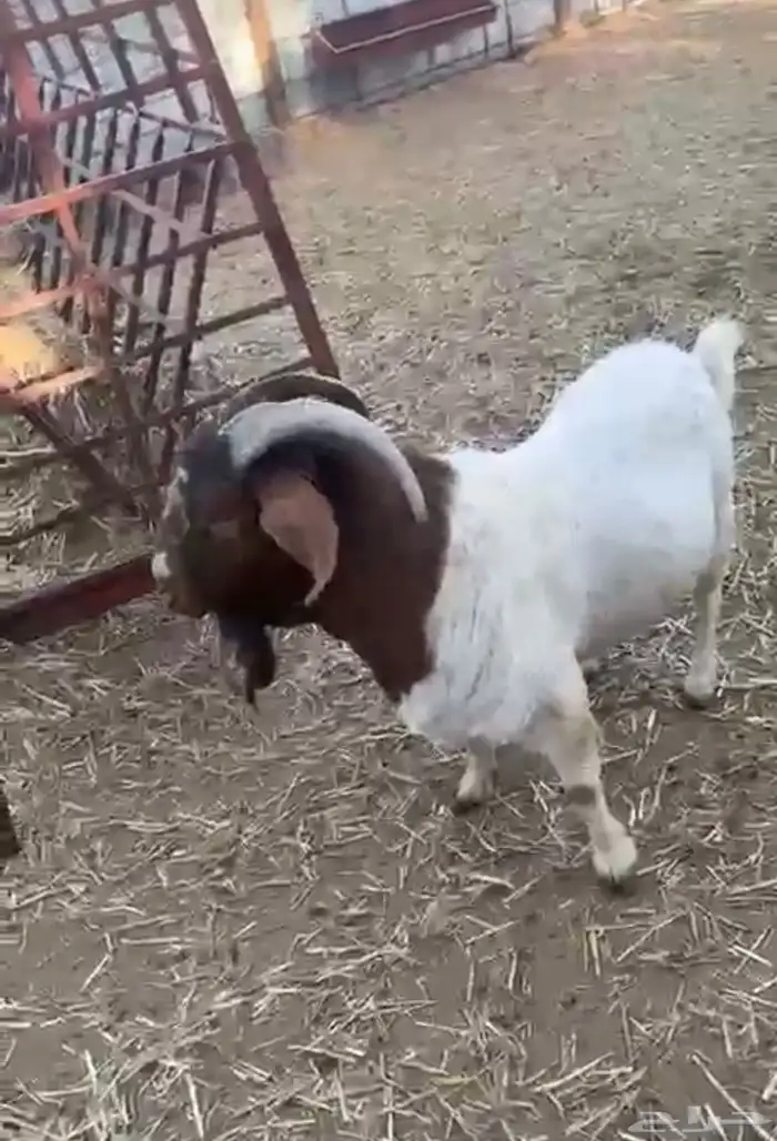 تبس بورقوت للبيع 2