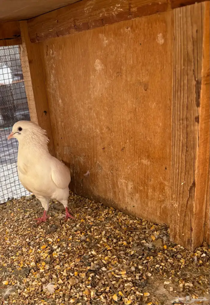 انثى فرنسي 1