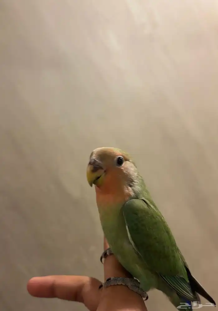 للبيع روز أليف يقبل المسح 4