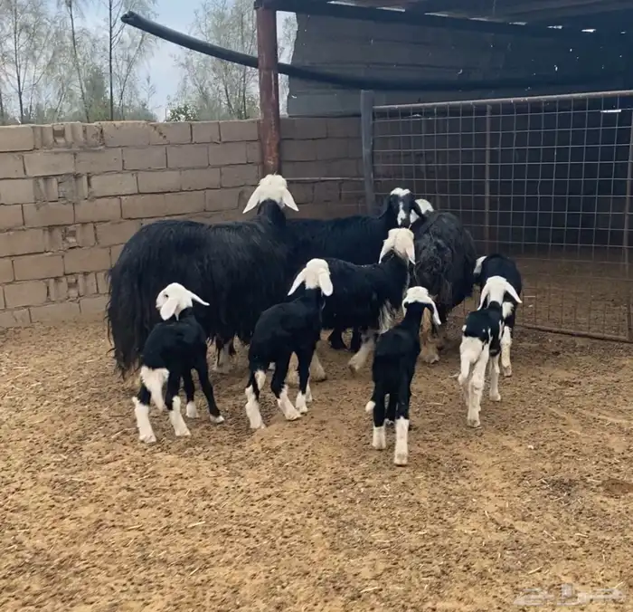 نجد 3 متاويم تحتها 6 0