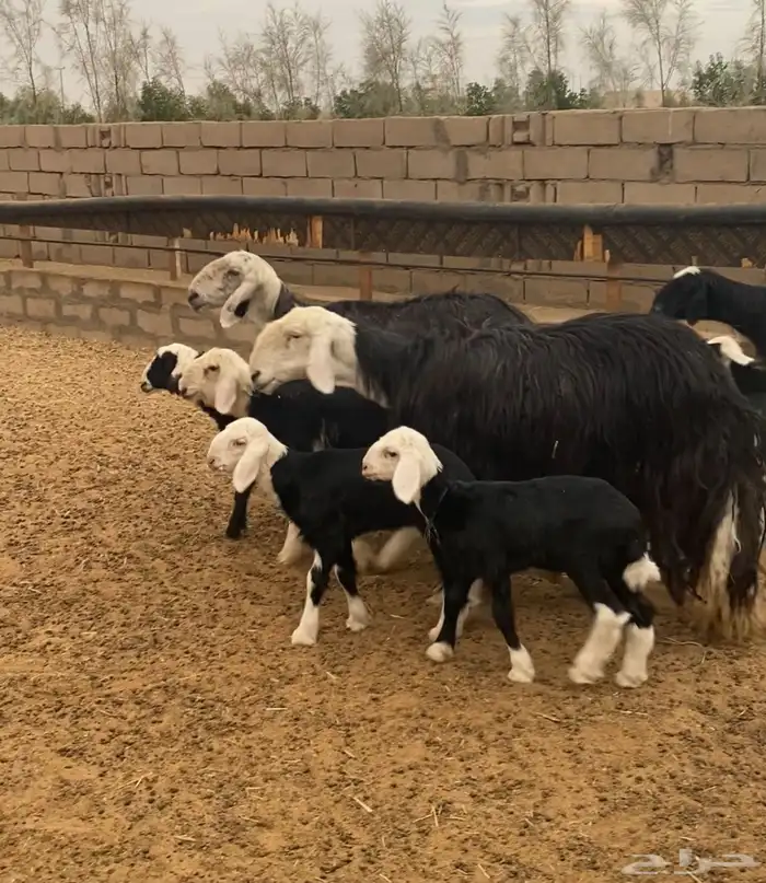 نجد 3 متاويم تحتها 6 2