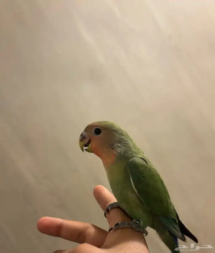 للبيع روز أليف يقبل المسح 3