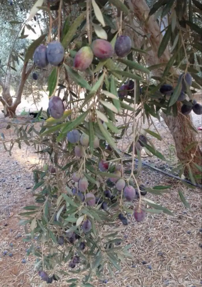 زيت زيتون بسيطا معصرة الجريد عصرة جديدة 1447ه 16