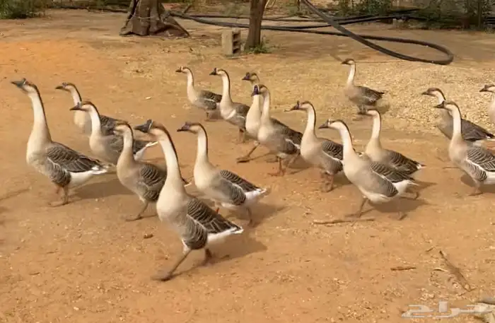 وز عراقي كوبرا منتج حاليا 2