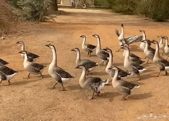 وز عراقي كوبرا منتج حاليا 1