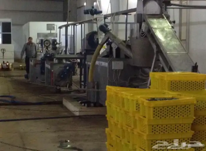 زيت زيتون بسيطا معصرة الجريد عصرة جديدة 1447ه 20