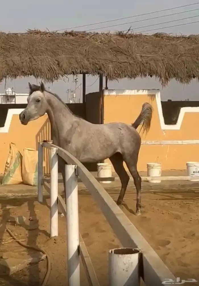 فرس عربيه واهو 1