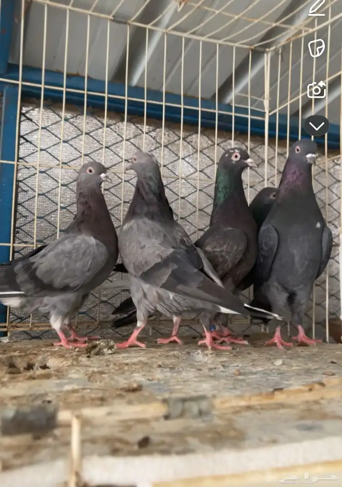 سلام عليكم للبيع طيور شرط كلها تقلب صندقه وجو ويوجد مقاطع 3