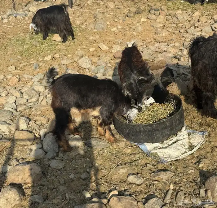 ماعز مقنوي مشروطه 5