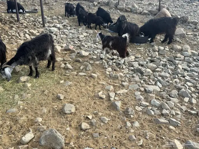 ماعز مقنوي مشروطه 15