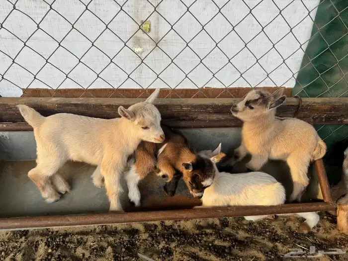 تيوس وجفرات قزم 1