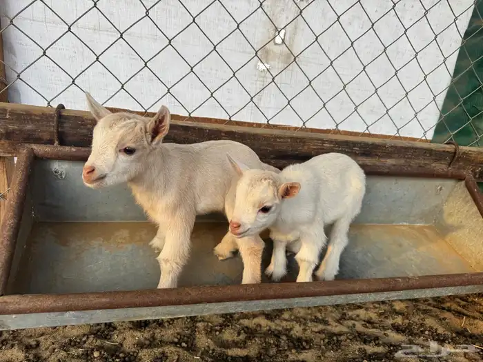 تيوس وجفرات قزم 4