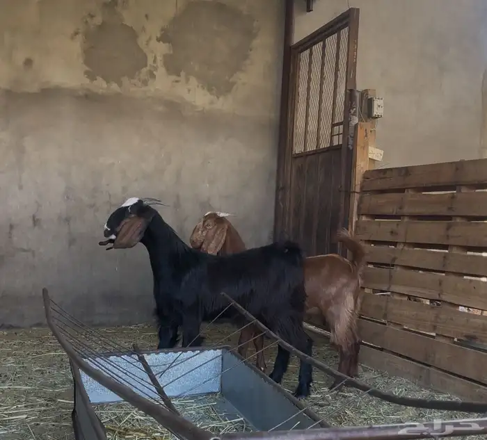 معزاء عنقان 0