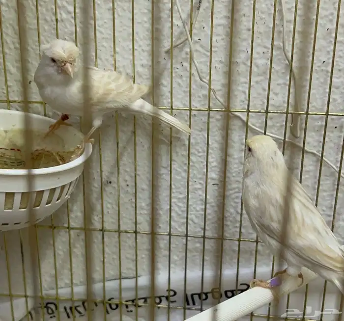 جوز كناري ساتيني منتج وتغريد وصحه ونظافه 2