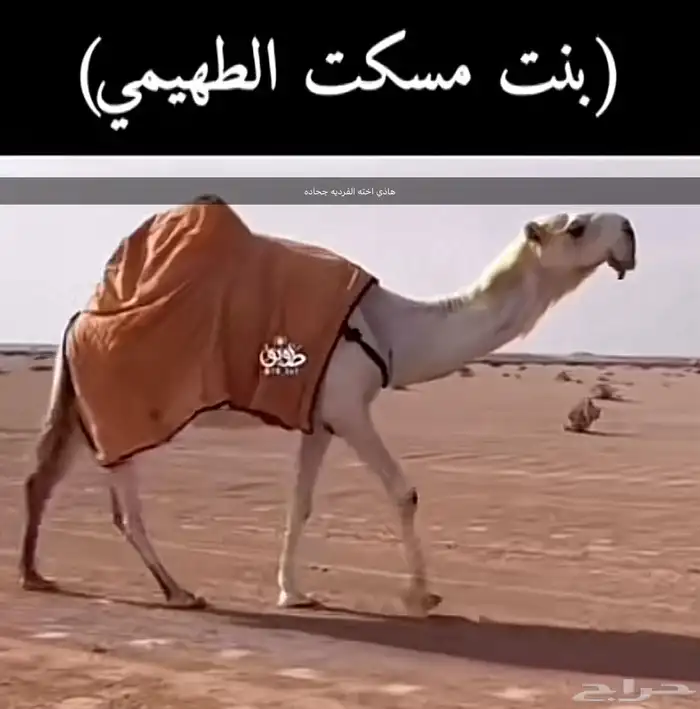 قعود كفو عظم و راس و رقبه طفاح 2