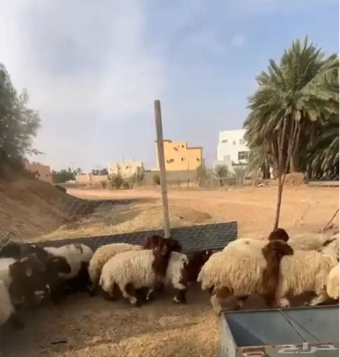 نعيم خرفان ورخال للبيع 0