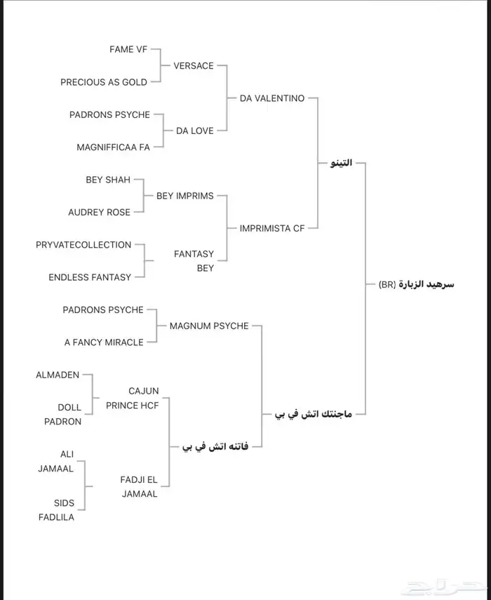 مهر للبيع ابن البطل الادهم سرهيد الزباره 7