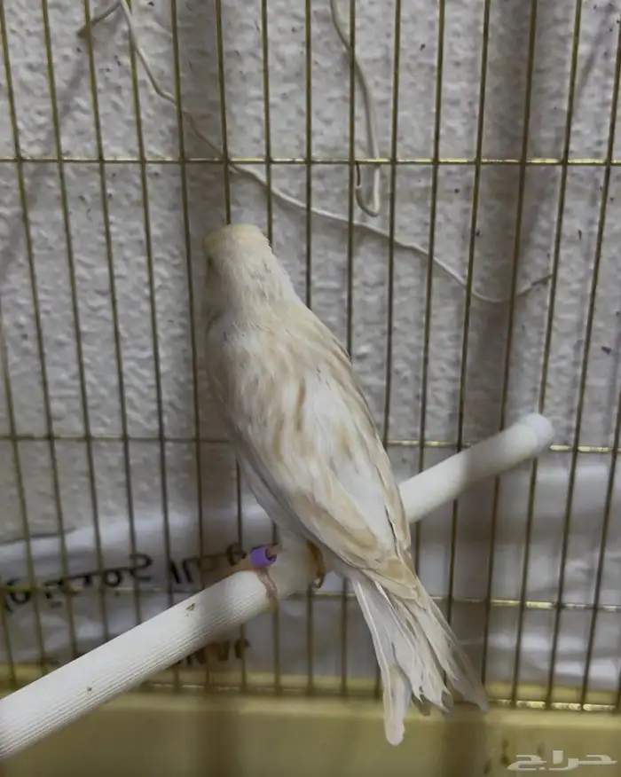 جوز كناري ساتيني منتج وتغريد وصحه ونظافه 1