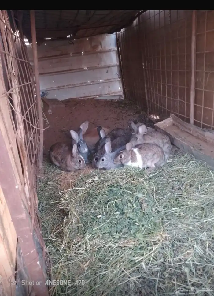 أرانب ولادة أعمال ثمانية شهور ثمانية ناتي واثنين ذكور 1