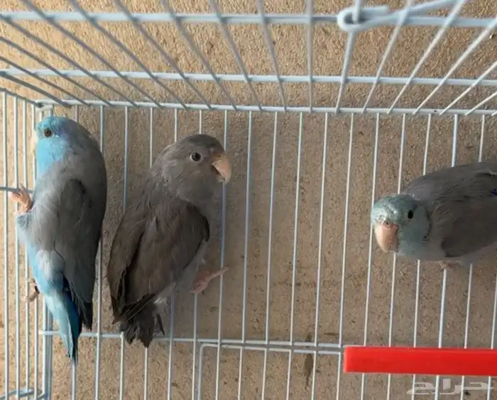 ذكور بارتوليت 4