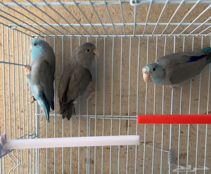 ذكور بارتوليت 2