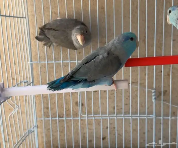 ذكور بارتوليت 3