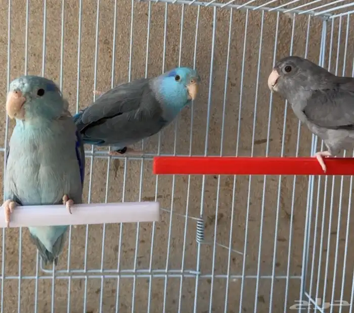 ذكور بارتوليت 7