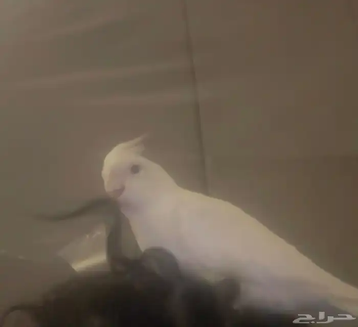 زوج كروان اليف متكلم 2