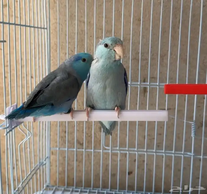 ذكور بارتوليت 6