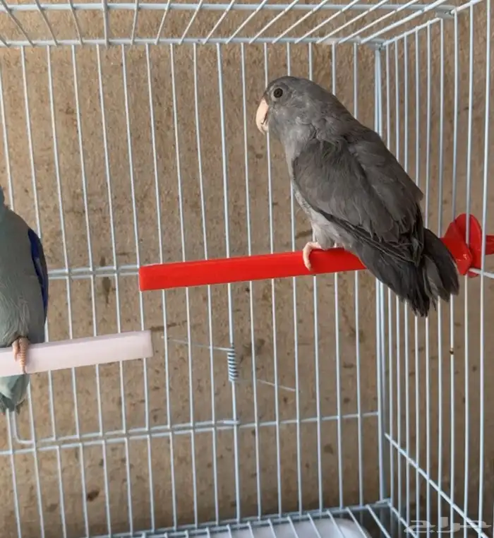 ذكور بارتوليت 5