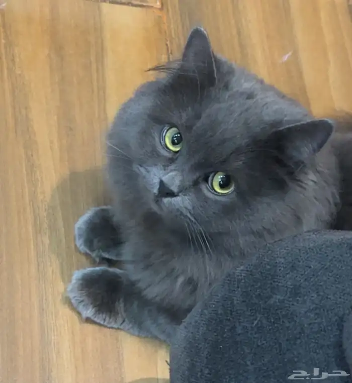 قط ذكر للتبني 1