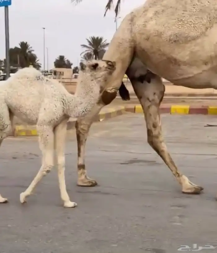 خلفه مصغر معها بكره 1