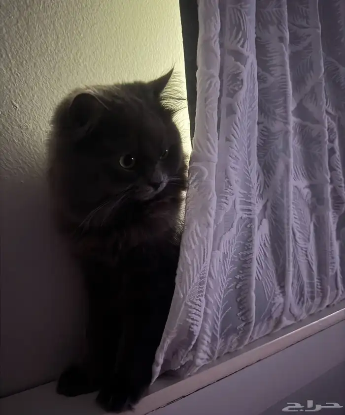 قط ذكر للتبني 2