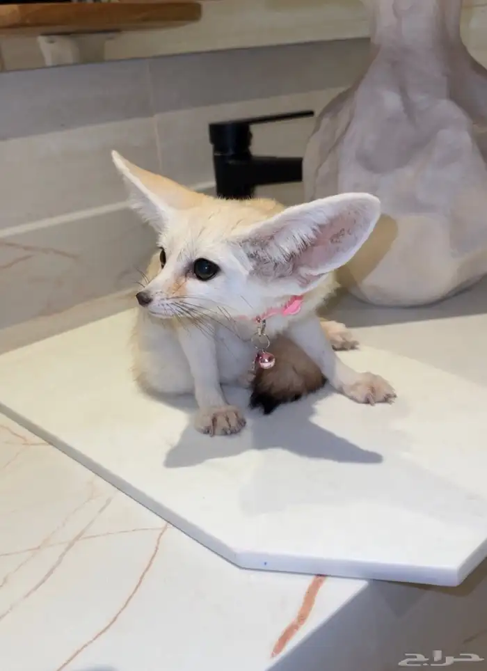 ثعلب الفنك 0